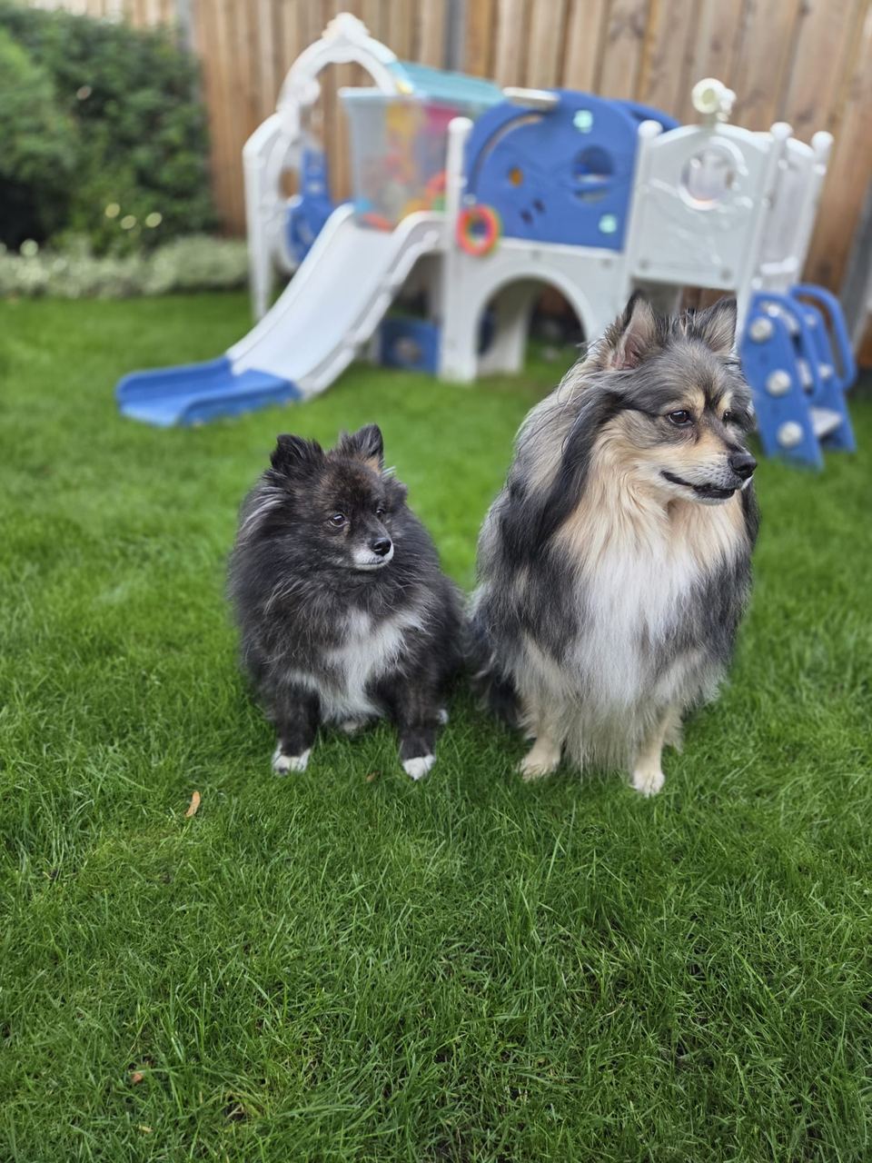 Onze hondjes Luca en Lana in de tuin
